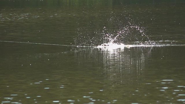 Fish on a hook jumps out of the water. Slow motion