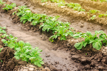 Plantation of young potatoes grow in the field. Growing organic vegetables. Agribusiness. Farming, agriculture. Selective focus