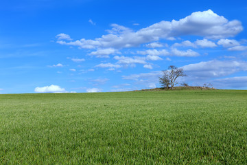 lonely tree in the middle of a green field under a blue sky with spring clouds