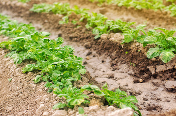 Plantation of young potatoes grow in the field. Growing organic vegetables. Agribusiness. Farming, agriculture. Selective focus