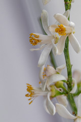 Fototapeta na wymiar Blooming indoor lemon tree isolated on white background
