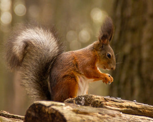 red squirrel meditates in the national park