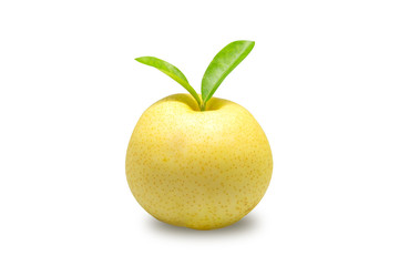 Close up of Chinese pear or Pyrus pyriflora L. isolate on white background with clipping path. Yellow fruits with green leaf on white background.