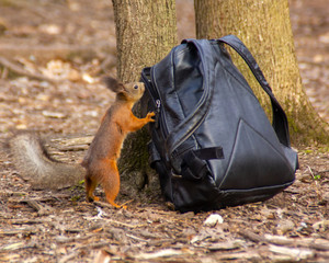 squirrel try to open a bag