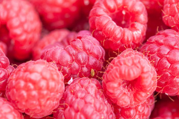 Ripe red raspberries close-up