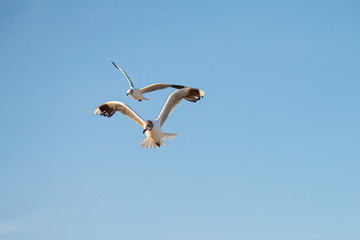 
seagull flying in the sky