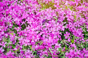 Naklejka premium Beautiful pink flowers Phlox subulata in a sunny garden. Spring flower. Soft selective focus