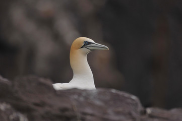Face to face with northern gannet Morus bassanus