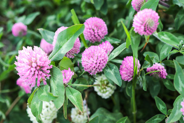 ムラサキツメクサ（紫詰草）クローバー