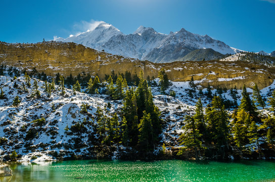 Winter mountain landscape. Dhumba lake with pine forest against Mt. Nilgiri summit in sunny day. Kali Gandaki valley, Annapurna circuit / Jomsom trek, Nepal.
