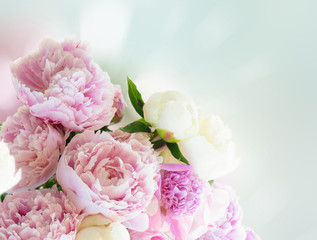 Fresh peony flowers