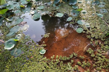 Moss in water