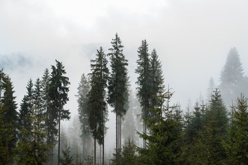 Fog on the Dorna valley. Bucovina. Romania. Autumn scenery landscape with colorful forest