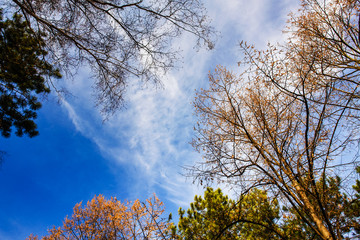 The branches of several trees cover the sky leaving the positive diagonal free. Blue cloudy sky. Wide angle photography. Beauty pattern.