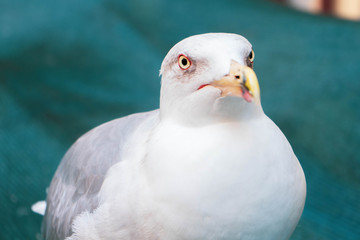 Male seagull standing perched on a covered boat in the middle of the city. Female seagull flying over the sea looking for fish to eat.