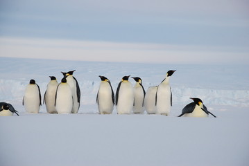 Plakat emperor penguins in antarctica
