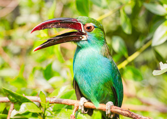Colorful toucan outdoors. Toucan at the contact zoo.