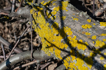 Lichens, green fungi and blue algae, as growths on the bark of trees and logs from high humidity in...