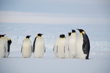 Obraz premium penguins on ice