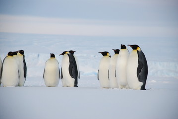 Naklejka na ściany i meble emperor penguins in antarctica
