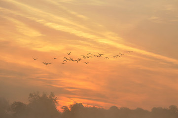 The Canada goose Branta canadensis in sunrise colours