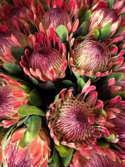 Bunch of Pink Ice Proteas
