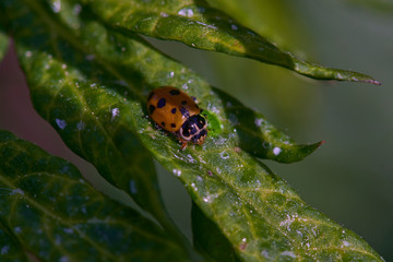Close-up of a ladybug