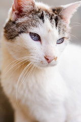 Close up view of cute cat with blue eyes. Pets and lifestyle concept. A lovely cat