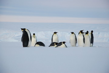 emperor penguins in antarctica - obrazy, fototapety, plakaty