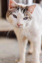 Close up view of cute cat with blue eyes. Pets and lifestyle concept. A lovely cat