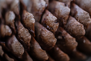 Close up of scales of pinecone