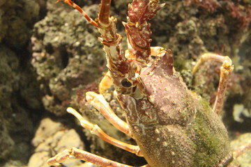 A lobster resting on a rock. He is walking climbing the cliff and is vertical. Red lobster in its natural habitat, the sea.