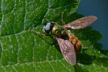 Close-up of a fly