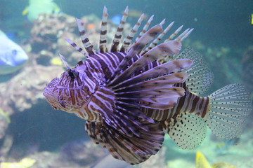 A scorpion fish swimming in the Genoa aquarium. Very colorful and stands out in the water.