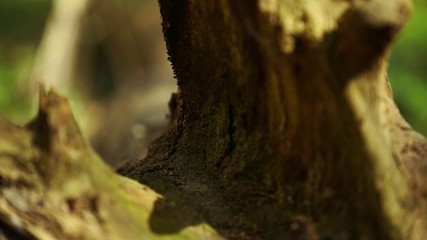 Der Wald im frühling
