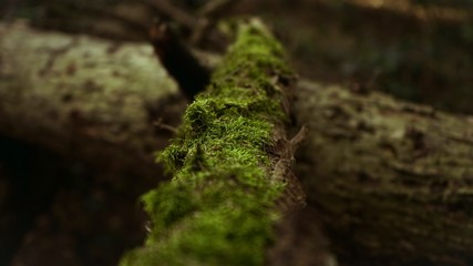 Der Wald im frühling