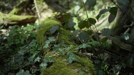 Der Wald im frühling