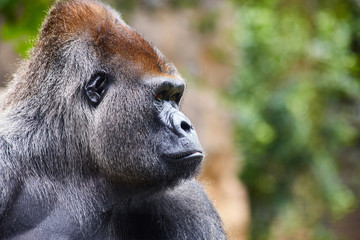 Portrait of big, black gorilla (male) in a wild world jungle