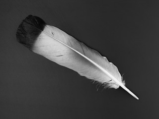 Black- white feather of bird on texture black background
