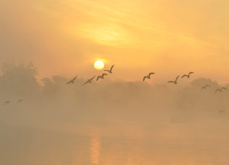 The Canada goose Branta canadensis in sunrise colours