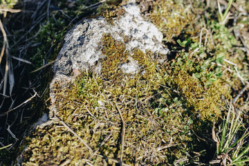 Moss on a stone closeup lit by daylight