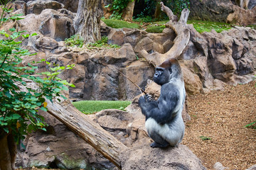 Big black gorilla (male) sitting on the stone in a wild world jungle
