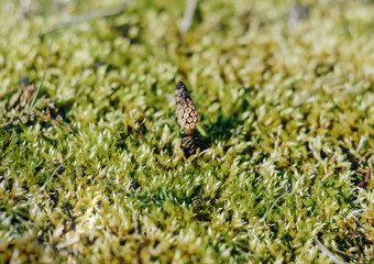 Mushroom surrounded by moss closeup, lit by daylight