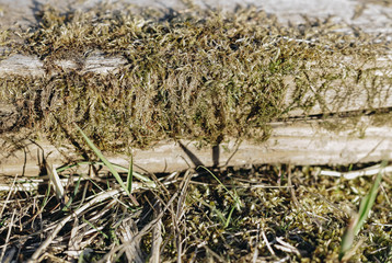 Moss on a tree closeup lit by daylight