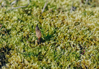 Mushroom surrounded by moss closeup, lit by daylight