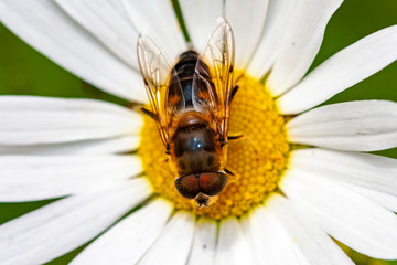 Abeille sur marguerite	