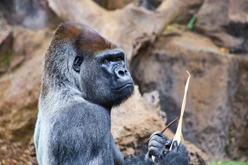 Portrait of big, black gorilla (male) in a wild world jungle