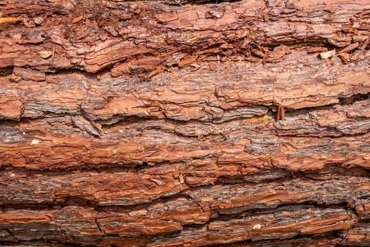 Bark detail from pine tree trunk