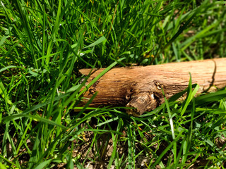 a large wooden log lies in the grass