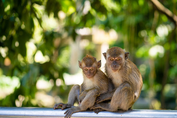 Two little monkeys hug while sitting on a fence
